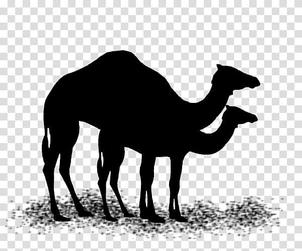 Animal, Dromedary, Mustang, Black White M, Silhouette, Camel, Horse, Camelid transparent background PNG clipart