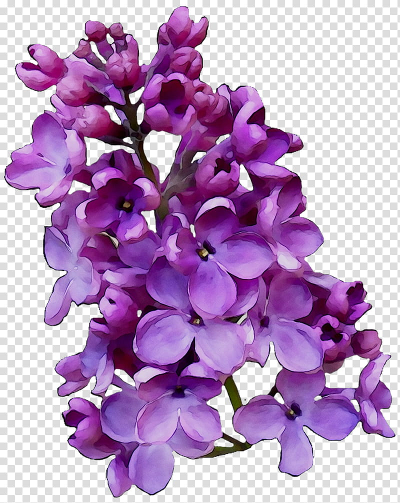 Flowers, Lilac, Cut Flowers, Violet, Family M Invest Doo, Purple, Lavender, Petal transparent background PNG clipart