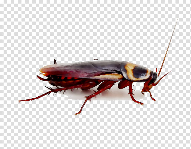 Cockroach, Florida Woods Cockroach, German Cockroach, Blattidae, Pest Control, American Cockroach, Termite, Dictyoptera transparent background PNG clipart