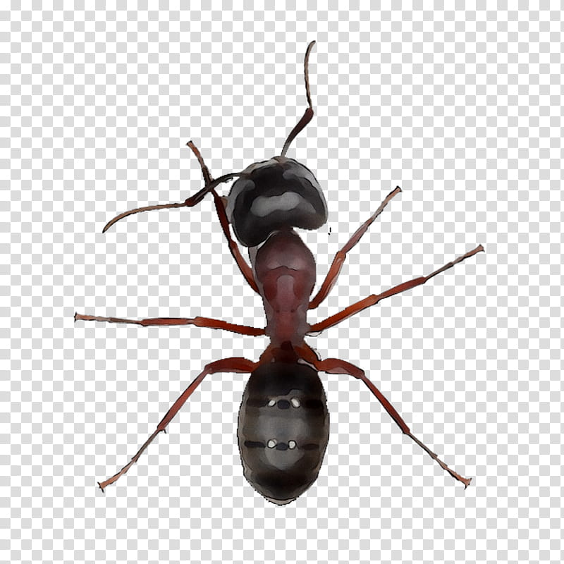 Ant, Black Garden Ant, Insect, Carpenter Ant, Apocrita, Red Wood Ant, Subfamily, Termite transparent background PNG clipart