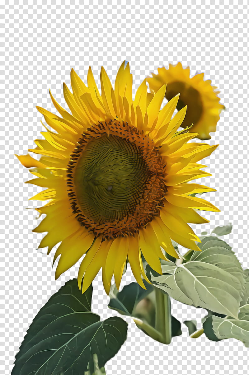 Oil, Sunflower, Flora, Bloom, Common Sunflower, Sunflower Seed, Sunflower Oil, Annual Plant transparent background PNG clipart