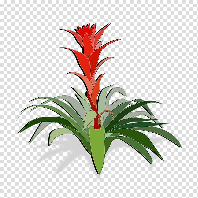 Pineapple, Watercolor, Paint, Wet Ink, Bromeliads, Neoregelia, Plants, Tillandsia transparent background PNG clipart