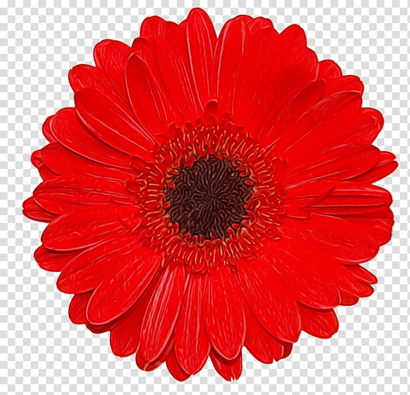 Artificial flower, Watercolor, Paint, Wet Ink, Barberton Daisy, Gerbera, Red, Petal transparent background PNG clipart