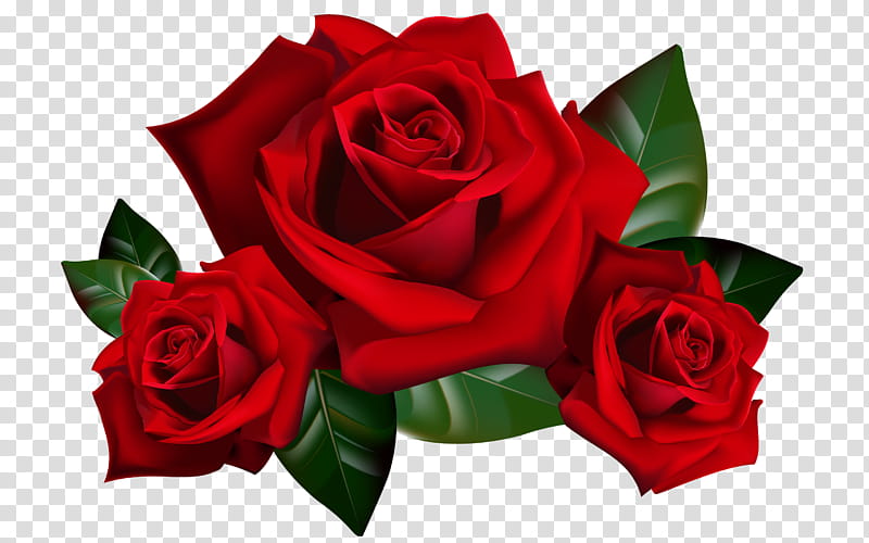 Garden roses, Flower, Flowering Plant, Red, Petal, Rose Family, Hybrid Tea Rose, Cut Flowers transparent background PNG clipart