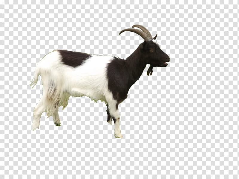 Goat, black and white goat transparent background PNG clipart