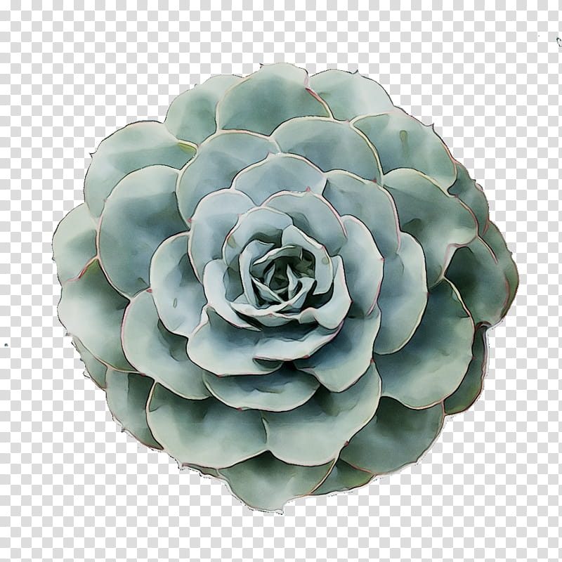 Flower White, Turquoise, Echeveria, Plant, White Mexican Rose, Stonecrop Family, Agave, Petal transparent background PNG clipart