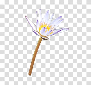 #10 Lotus transparent background PNG clipart thumbnail