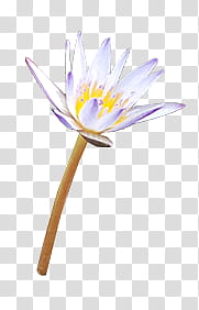 # Lotus transparent background PNG clipart # Lotus transparent background PNG clipart