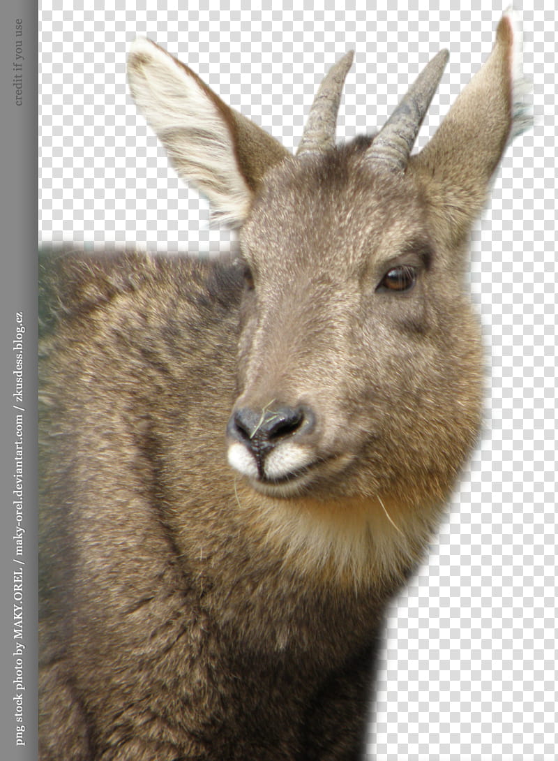 Wild sheep head transparent background PNG clipart