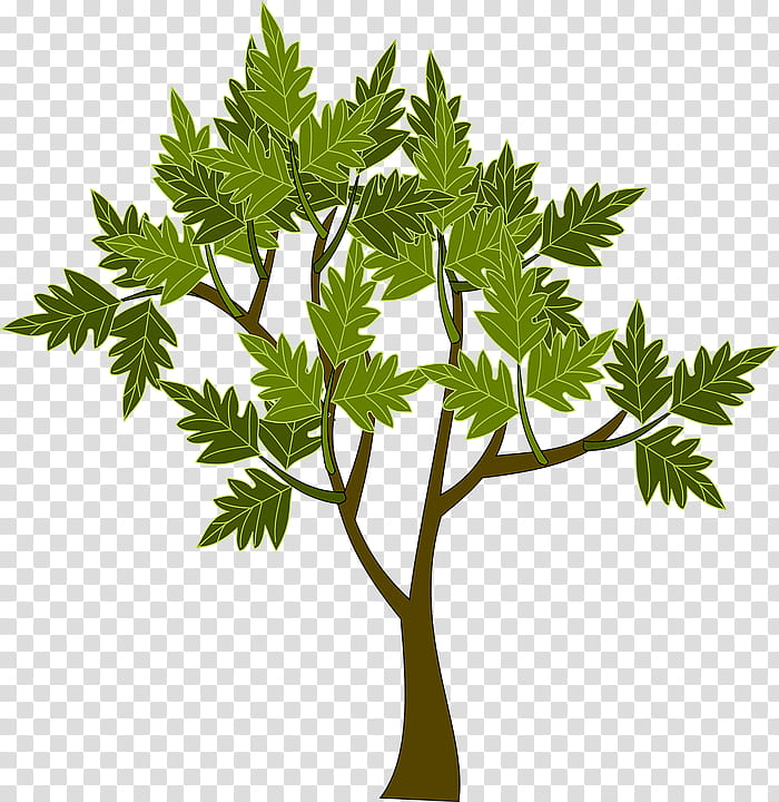 Green Leaf, Tree, Star Magnolia, Branch, Shrub, Ornamental Plant, Plants, Natural Environment transparent background PNG clipart