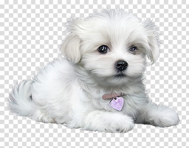 Bulldog Drawing, Maltese Dog, Puppy, Bulldog, Shih Tzu, Havanese Dog, Labrador Retriever, Animal transparent background PNG clipart