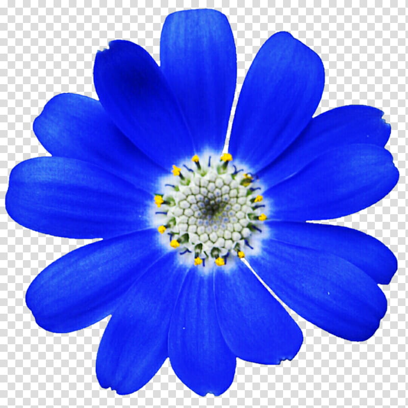 Crayola Blue Daisy transparent background PNG clipart