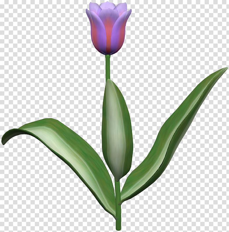 Flowers, Tulip, Cut Flowers, Plant Stem, Petal, Plants, 1111, Scrap transparent background PNG clipart