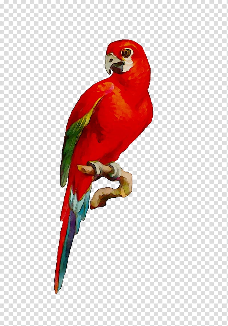 Bird Parrot, Macaw, Loriini, Parakeet, Pet, Beak, Lorikeet, Budgie transparent background PNG clipart