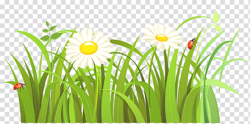 Daisy, Grass, Green, Plant, Flower, Yellow, Grass Family, Meadow transparent background PNG clipart