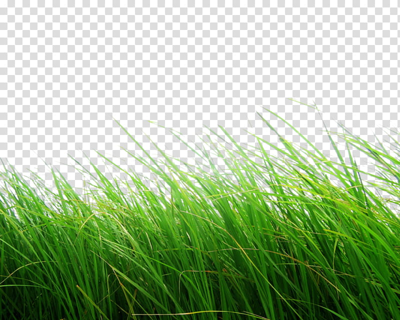 green grass lot close-up transparent background PNG clipart