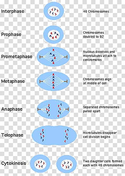 Mitosis Text, Meiosis, Cell Division, Mitosis And Meiosis, Cell Cycle, Interphase, Biology, Anaphase transparent background PNG clipart