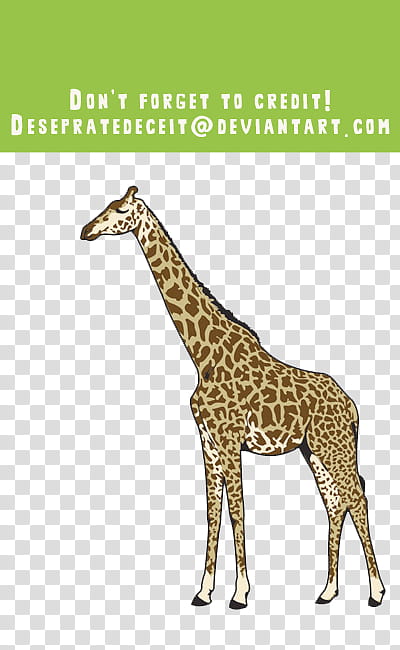 brown and white giraffe transparent background PNG clipart