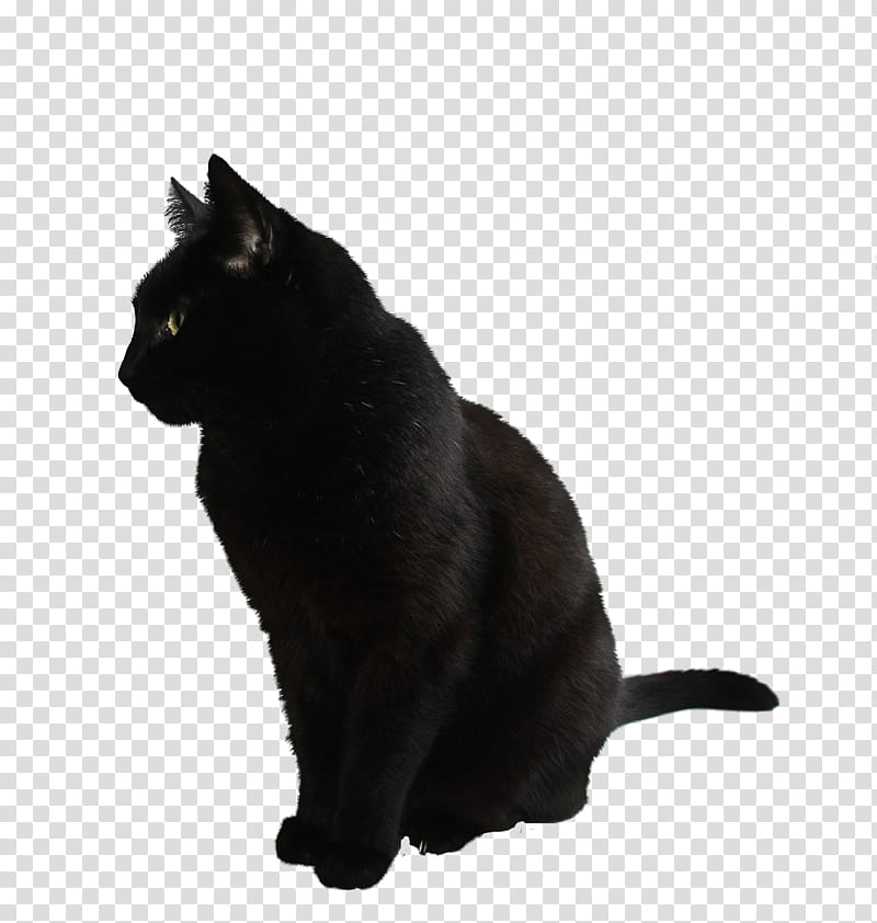 black cat, bombay cat transparent background PNG clipart
