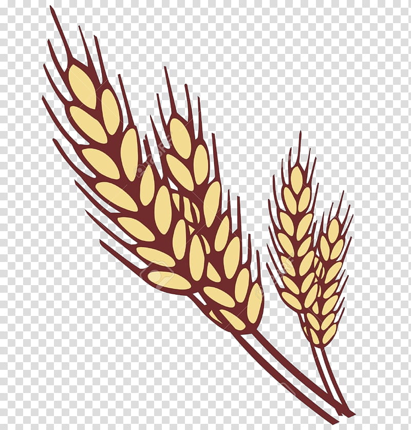 Wheat, Plant, Elymus Repens, Grass Family, Leaf, Flower, White Pine, Food Grain transparent background PNG clipart