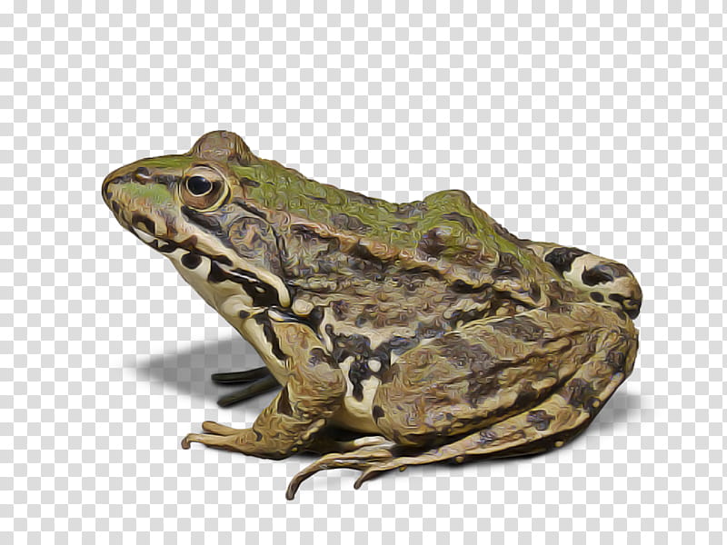 frog true frog toad bullfrog northern leopard frog, True Toad, Bufo, Wood Frog, Pickerel Frog, Eleutherodactylus, Anaxyrus, Beaked Toad transparent background PNG clipart