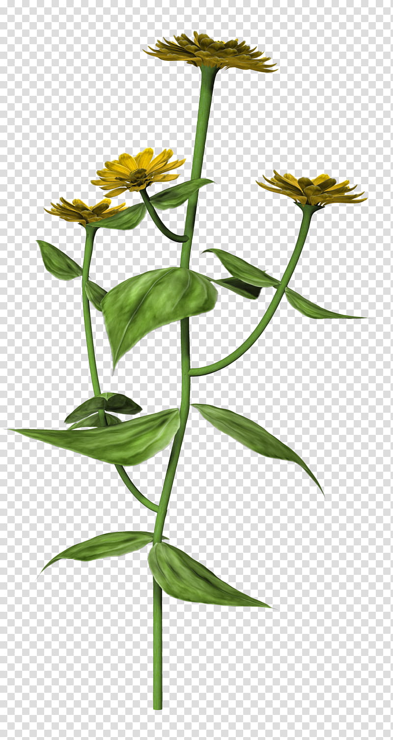 Zinnia, yellow-petaled flower transparent background PNG clipart