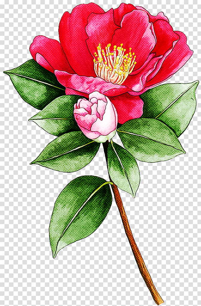 flower plant petal pink chinese peony, Cut Flowers, Japanese Camellia, Common Peony, Camellia Sasanqua, Theaceae transparent background PNG clipart