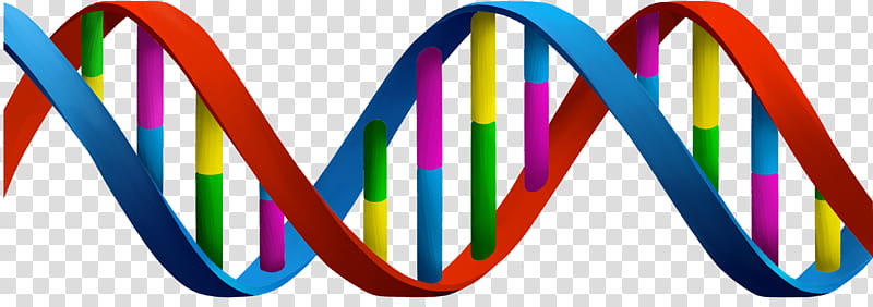 Double Helix, Dna, Nucleic Acid Double Helix, Adna, Adenine, Genetics, Nucleic Acid Structure, Line transparent background PNG clipart