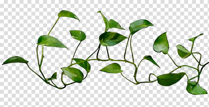 Ivy, Vine, Logo, Plants, Common Ivy, Web Design, Drawing, Branch transparent background PNG clipart
