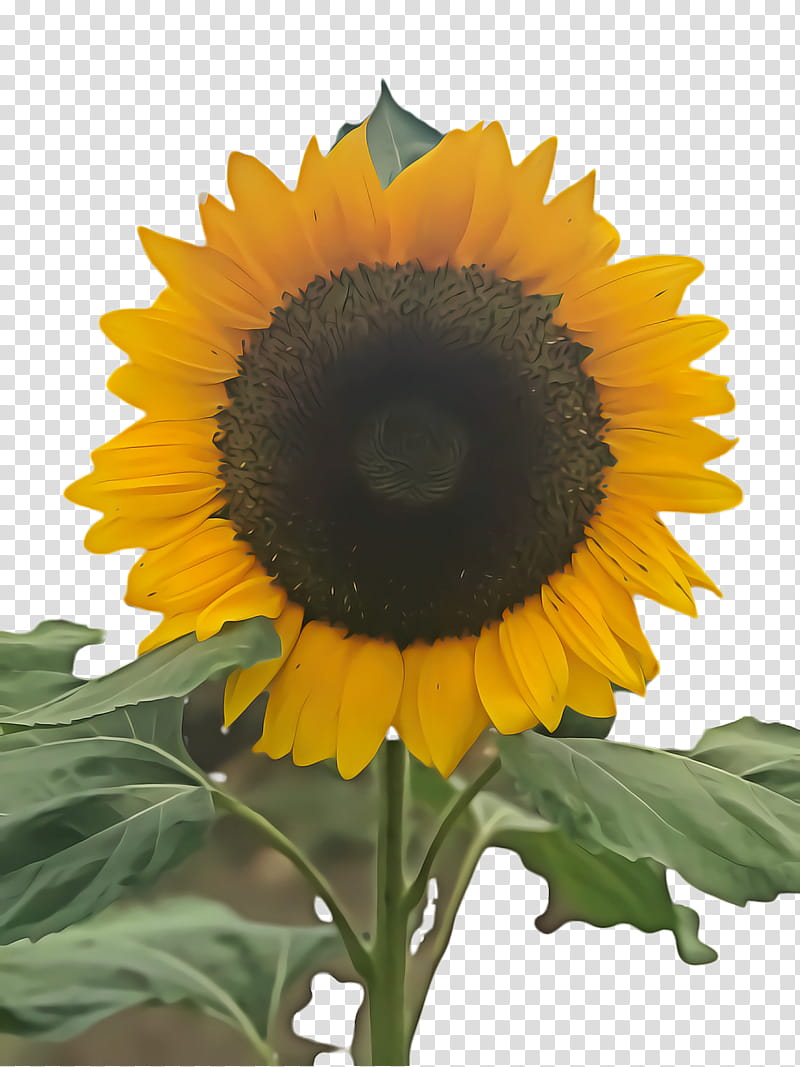 Background Family Day, Sunflower, Flora, Bloom, Puddini At The Deli, Car, Phillip, Afternoon transparent background PNG clipart