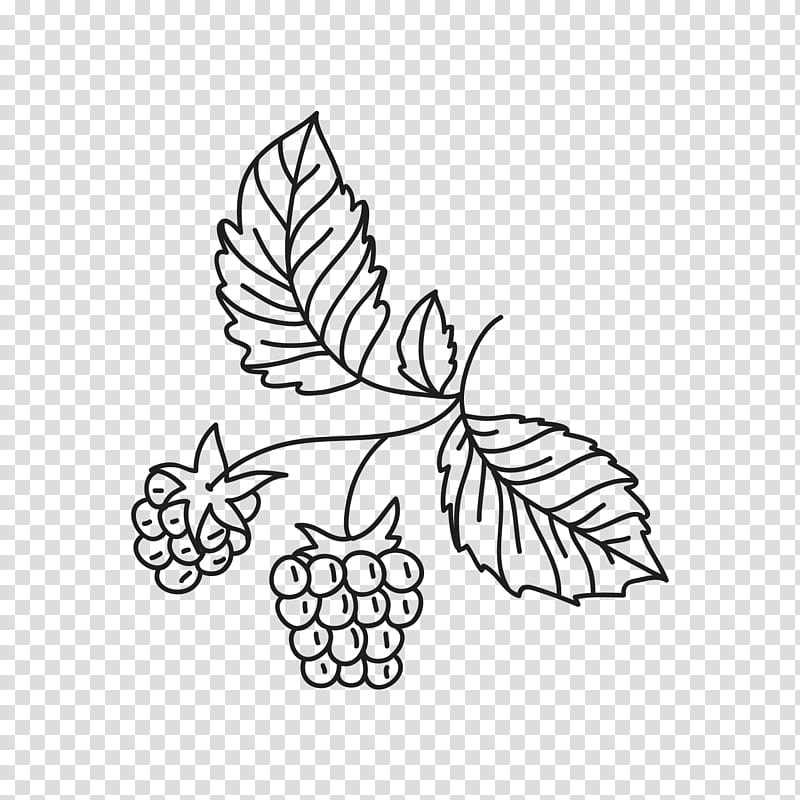 Black And White Flower, Grape, Fruit, Cartoon, Line Art, Computer Software, Leaf, Black And White transparent background PNG clipart