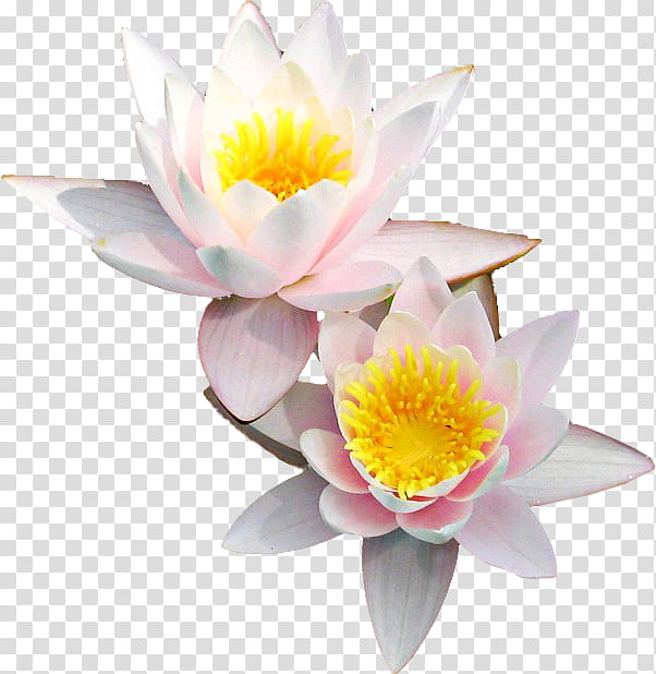 White Lily Flower, Nymphaea Nelumbo, Drawing, Fragrant White Water Lily, Petal, Aquatic Plant, Sacred Lotus, Lotus Family transparent background PNG clipart