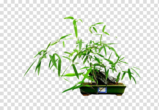 Family Tree, Rhapis Excelsa, Bamboo, Penjing, Bonsai, Fishpole Bamboo, Phyllostachys Nigra, Arundinaria Variegata transparent background PNG clipart