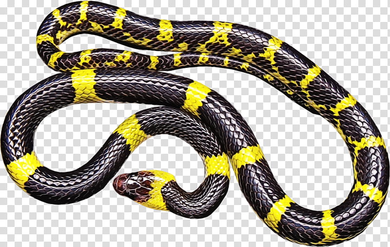 Snake, Snakes, Reptile, Black Rat Snake, Corn Snake, Vipers, Colubrid Snakes, Venomous Snake transparent background PNG clipart
