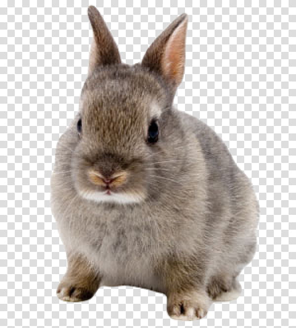 Rabbit, Netherland Dwarf Rabbit, Pet, Cottontail Rabbit, Animal, Sticker, European Rabbit, Rabbits And Hares transparent background PNG clipart