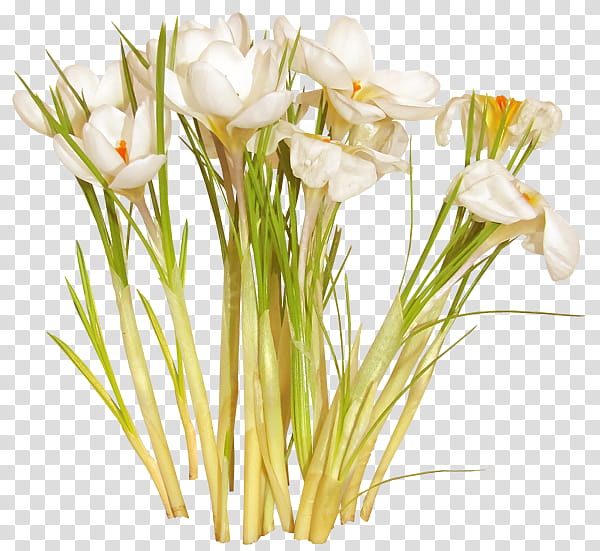 Floral Spring Flowers, Floral Design, Cut Flowers, Flower Bouquet, Spring
, Petal, Plant Stem, Author transparent background PNG clipart
