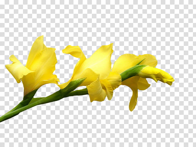 Flowers, Cut Flowers, Plant Stem, Cattleya Orchids, Yellow, Petal, Iris Family transparent background PNG clipart