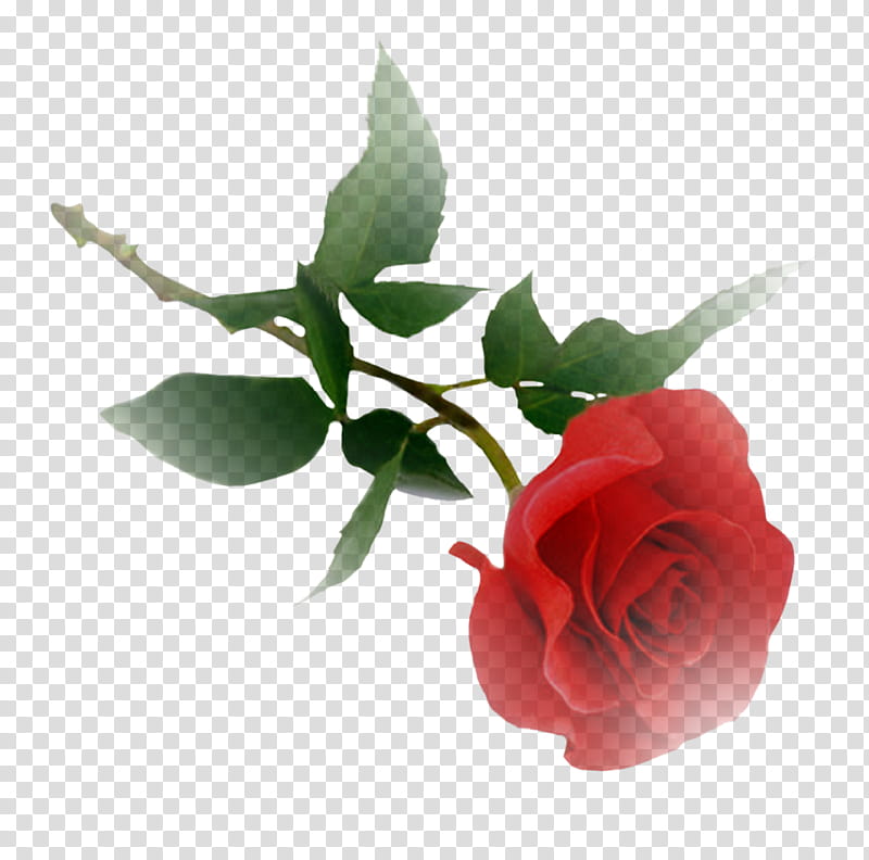 Flowers, Rose, Red, Rose Family, Garden Roses, Plant, Rose Order, Cut Flowers transparent background PNG clipart