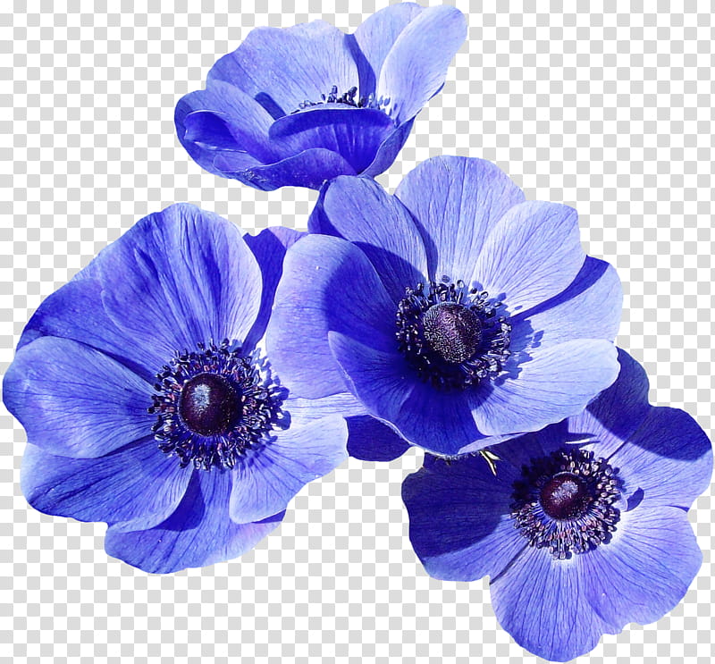 blue flower petal purple violet, Plant, Flowering Plant, Anemone, Cut Flowers, Delphinium transparent background PNG clipart