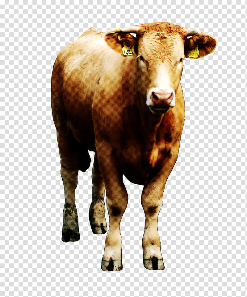 bovine bull horn cow-goat family live, Cowgoat Family, Live, Wildlife, Calf transparent background PNG clipart