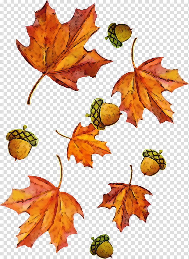 Maple leaf, Tree, Black Maple, Plant, Woody Plant, Plane, Planetree Family, Autumn transparent background PNG clipart