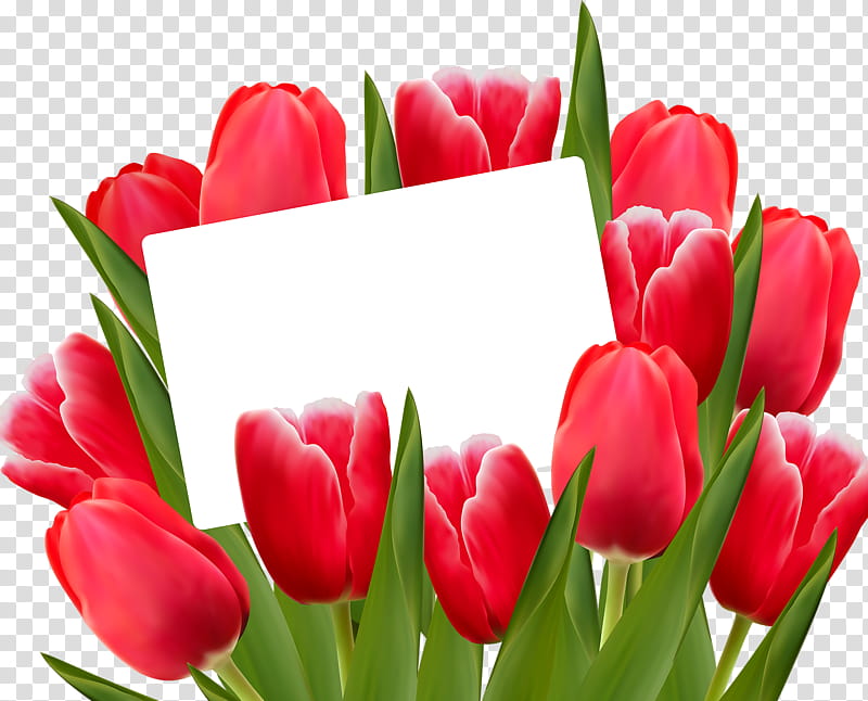 tulip garden clip art