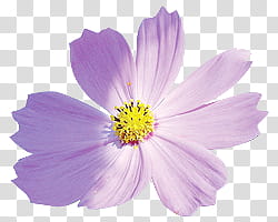 Flower, purple cosmos flower in bloom transparent background PNG clipart