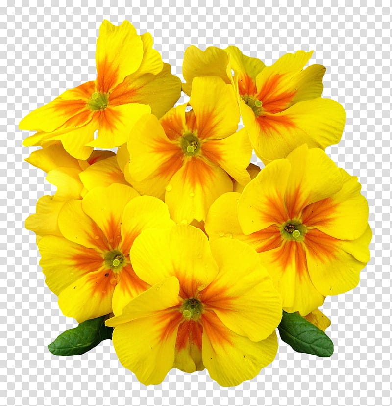 Spring  YEAR ON DA, yellow flowers transparent background PNG clipart