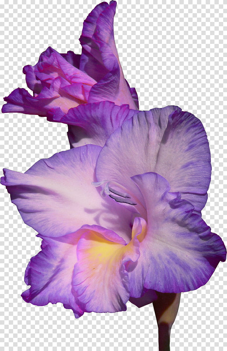 Floral Flower, Scarlet Gladiolus, Pansy, Irises, Iris Family, Crocus, Blume, Floral Design transparent background PNG clipart