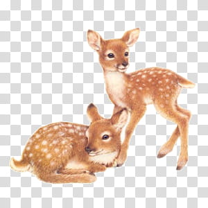 cute animals s, two brown fawns transparent background PNG clipart