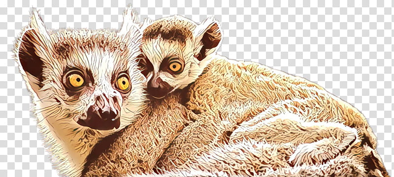 lemur slow loris loris mouse lemur pygmy slow loris transparent background PNG clipart