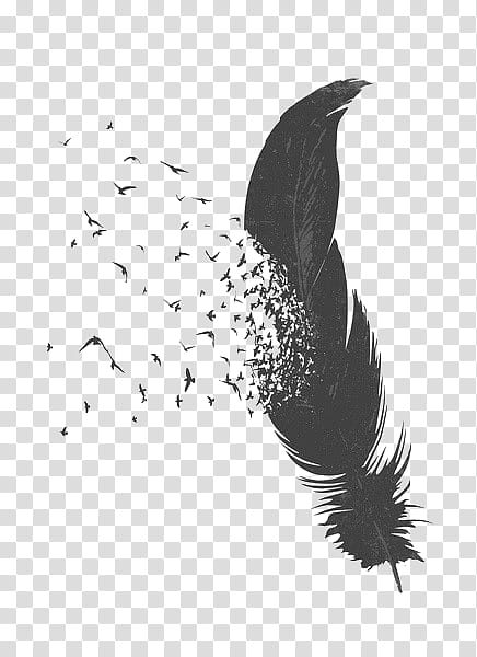 black feather transparent background PNG clipart
