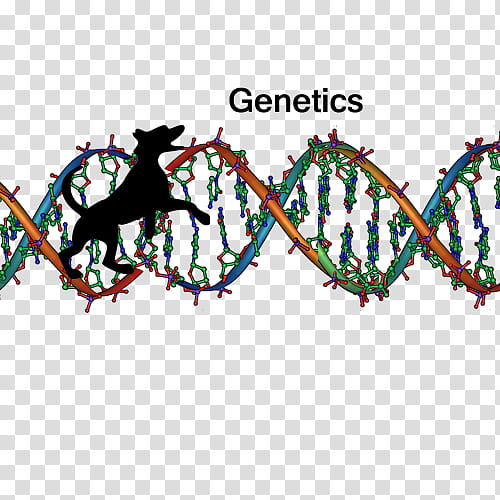 Double Helix, Nucleic Acid Double Helix, Dna, Genetics, Dna Sequencing, Nucleotide, Genetic Testing, Science transparent background PNG clipart