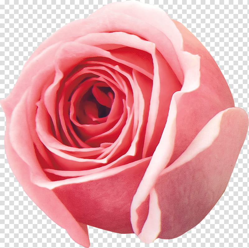 Wedding Flower, Garden Roses, Cabbage Rose, Floribunda, Butterfly, Pink, Petal, Cut Flowers transparent background PNG clipart